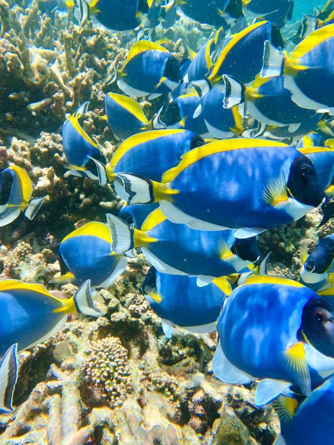 Reef Edge Thulusdhoo, Maldives